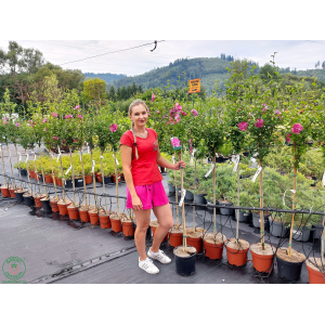 Ibištek sýrsky (Hibiscus Syriacus) ´MAGENTA CHIFFON´® - výška 140-170 cm, kont. C5L - NA KMIENKU